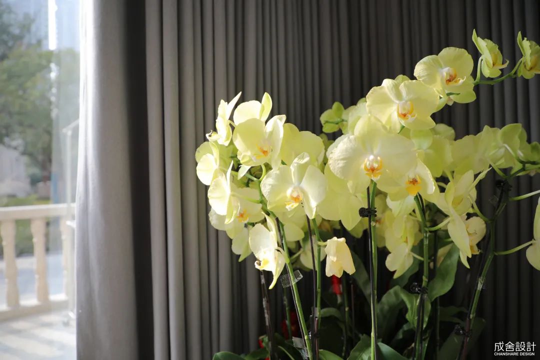 蝴蝶蘭 蝴蝶蘭